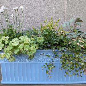 寄せ植えの画像