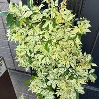 ハツユキカズラ,香丁木,斑入りアメリカヅタ,テイカカズラ,クリスマスホーリーの画像