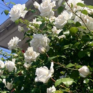 セージ,バラ,アイリス,ユリノキの画像