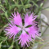 カワラナデシコ,カワラナデシコ,カワラナデシコ,開花,可愛いの画像