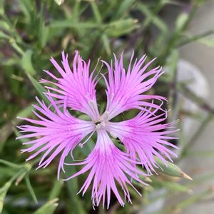 カワラナデシコ,カワラナデシコ,カワラナデシコ,開花,可愛いの画像