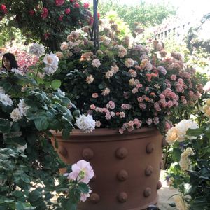 薔薇,旅行,横浜イングリッシュガーデン,花旅,ガーデンネックレス横浜2026コンテストの画像