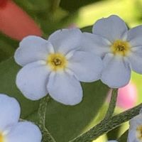 ヒメヒオウギ,ヒメヒオウギ,ワスレナグサ,ワスレナグサ,ワスレナグサの画像