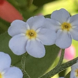 ヒメヒオウギ,ヒメヒオウギ,ワスレナグサ,ワスレナグサ,ワスレナグサの画像