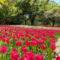 チューリップ,iPhone撮影,チューリップ畑,長野県安曇野市,国営アルプスあづみの公園の画像