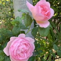 タイツリソウ,ペチュニア,ペチュニア,セプタードアイル,初夏の庭の画像
