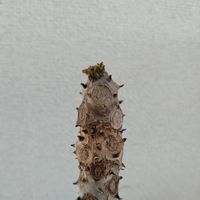 オブツーサ,亀甲竜,亀甲竜,フィランサス ミラビリス,フィランサス ミラビリスの画像
