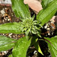 ムスカリ,アナベル,お庭の花,エキナセア・グリーンツイスター,エキナセア・グリーンツイスターの画像