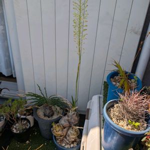 ウルギネア エピゲア,珍奇植物,オーニソガラム 属ウルギネア,ベランダの画像