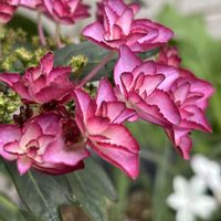 ナデシコ,紫陽花 アジサイ あじさい,ばら バラ 薔薇の画像