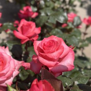 薔薇,可愛い〜♡,季節のお花,お花大好き♡,素敵なバラの画像