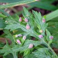 山紫陽花,ガクアジサイ,ムラサキカタバミ,ヨモギ,ヨモギの画像