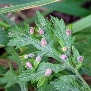 山紫陽花,ガクアジサイ,ムラサキカタバミ,ヨモギ,ヨモギの画像
