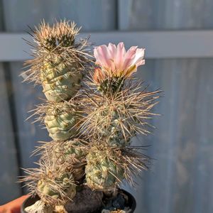テフロカクタス,サボテンの花開花,サボテンの花,テフロカクタス属,ベランダの画像