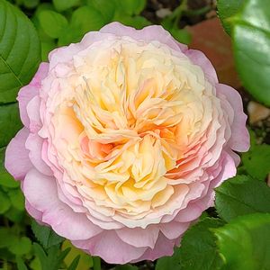バラ,バラ　コンスタンス,バラ・ミニバラ,日向,ばら バラ 薔薇の画像