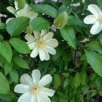 植物,お気に入り,癒し,日照不足,北国の画像