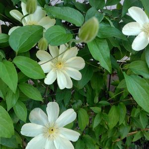 植物,お気に入り,癒し,日照不足,北国の画像