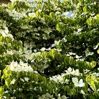 ヤマボウシの画像