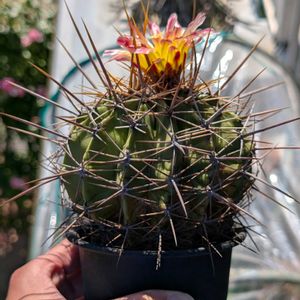フェロカクタス,ポトシー,ポトシー,サボテンの花開花,フェロカクタス ポトシーの画像