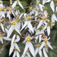 ユキノシタ,花のある暮らし,お出かけ先,庭の画像