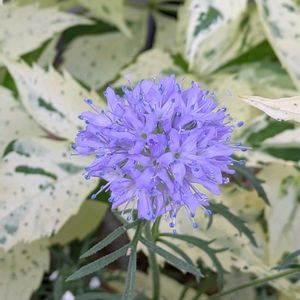 ギリア・レプタンサ,ギリア・レプタンサ,花のある暮らし,まんまる,こぼれタネからの画像