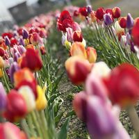 チューリップ,花のある喜びの画像
