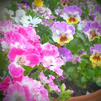 ペラルゴニウム,ビオラ,寄せ植え,可愛い,種からの画像