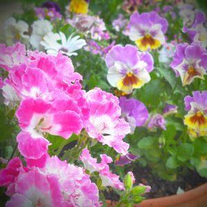 ペラルゴニウム,ビオラ,寄せ植え,可愛い,種からの画像