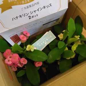 ハナキリン　シャインキッス,花のある暮らし,モニター,花のある生活,PRの画像