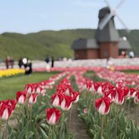 チューリップ,花のある喜び,上湧別チューリップ公園の画像