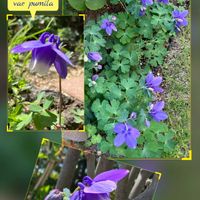 ミヤマオダマキ,高山植物類,iPhone撮影,in札幌,in北海道の画像