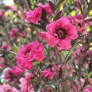 ギョリュウバイ,地植え,花のある暮らし,ありがとう❤️,元気な子の画像