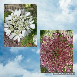 花のある暮らしの画像