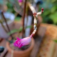 セッコク,開花,大好きな花,和らんの画像