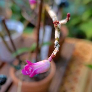 セッコク,開花,大好きな花,和らんの画像