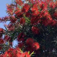 ブラシノキ,ブラシノキ,ブラシノキ,ヤマボウシ,ヤマボウシの画像