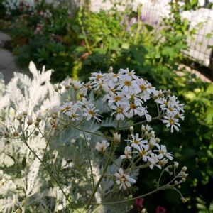 シルバーレース,花のある暮らし,花のある生活,GS映え,庭の画像