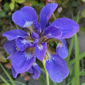 アヤメ,アヤメ,癒し,花のある暮らし,バンド演奏の画像