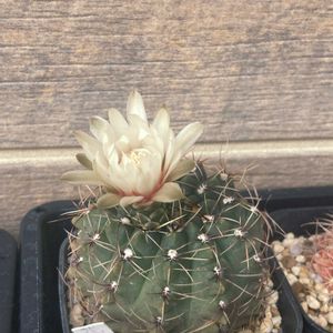 サボテン,緋花玉,多肉植物,サボテンの花,ギムノカリキウム属の画像