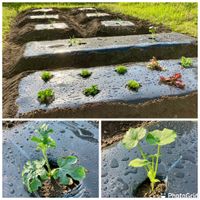 スイカ,スイカ,リーフレタス,かぼちゃ,カボチャの画像