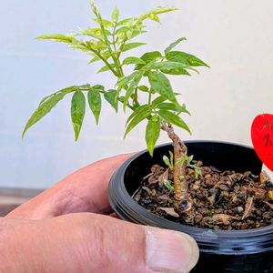 小藤,盆栽,ミニ盆栽,盆栽苗木,まめ盆栽の画像