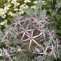 アリウム,クレマチス,アリウム クリストフィ,クレマチス ダーク アイズ,花のある暮らしの画像