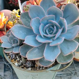 ルビーネックレス,群月花,サブセシリス,多肉植物,エケベリア属の画像