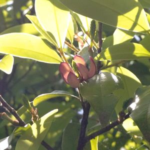 カラタネオガタマ,ジニア,公園,樹木,癒しの画像