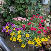 寄植え,可愛い〜♡,おうち園芸,毎年ありがとう♡,小さな庭の画像