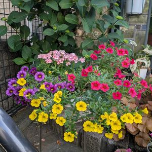 寄植え,可愛い〜♡,おうち園芸,毎年ありがとう♡,小さな庭の画像