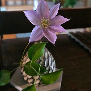 クレマチス 雫,クレマチス 華川,クレマチス チェルシー,庭の花,いつもありがとう♡の画像