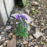 オダマキの画像