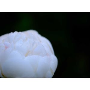 シャクヤク,広い庭の画像