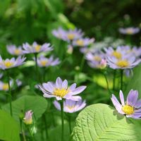 ミヤコワスレ,山野草,実家の庭,花活,紫色の花の画像